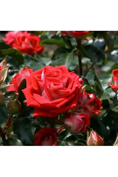 Малиново-красные цветы розы Руби Стар